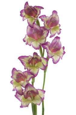 Gladiolus clipart