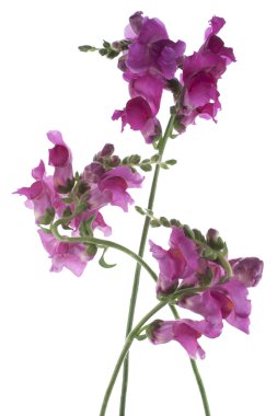 Snapdragon clipart