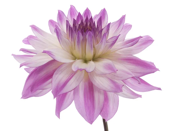 stock image Dahlia