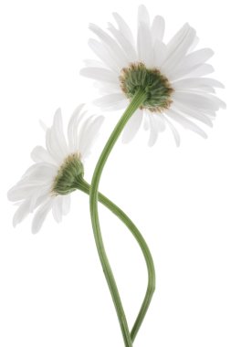 Daisy flowers clipart