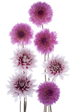 Dahlia clipart