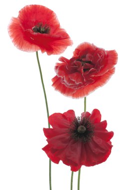 Poppy flowers clipart