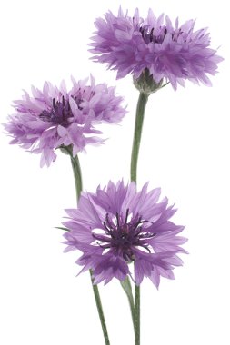 Cornflower clipart