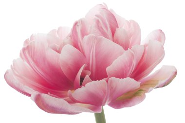 Tulip flower clipart