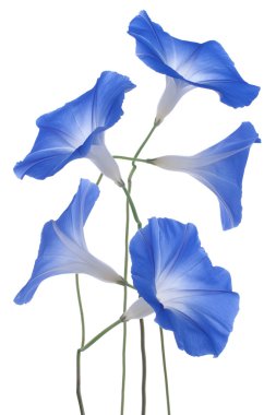 Morning glory clipart