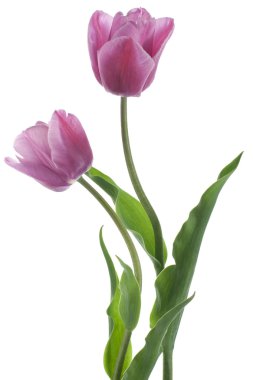 Tulip flowers clipart