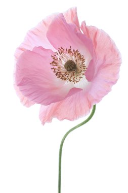 Poppy flower clipart