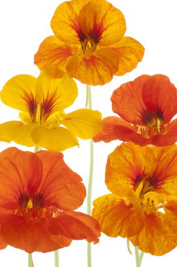 Nasturtium