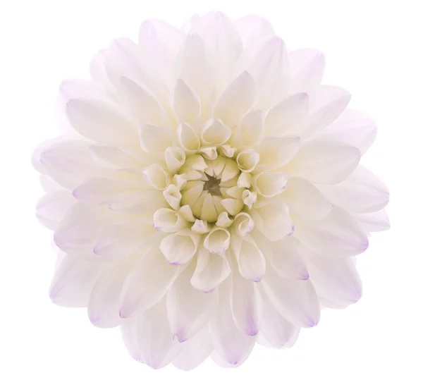 Dahlia. — Foto de Stock