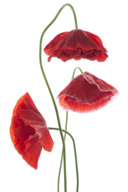 haşhaş çiçekleri