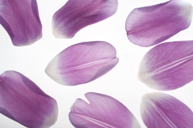 Tulip petals clipart