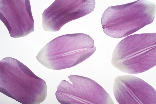 Petali di tulipano — Foto Stock