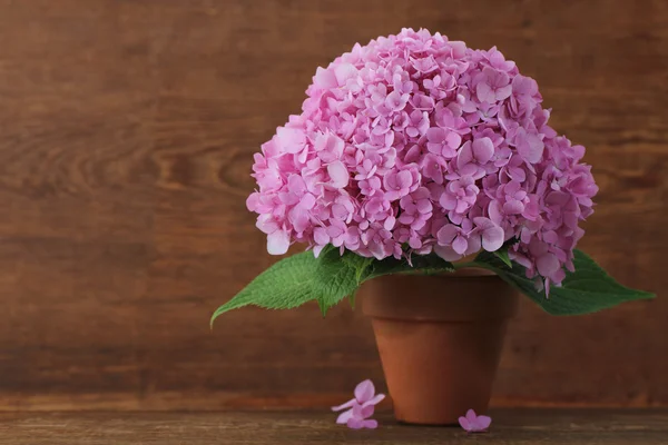 Blühende rosa Hortensie im Topf — Stockfoto