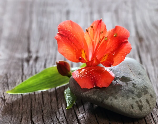 木製の背景に赤の蘭の花 — ストック写真