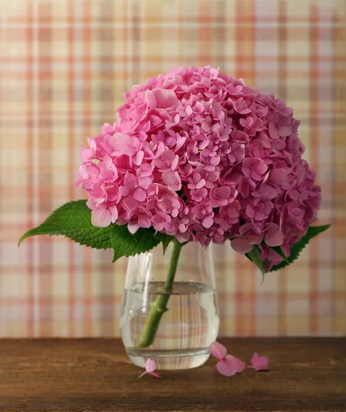 Blühende rosa Hortensie — Stockfoto