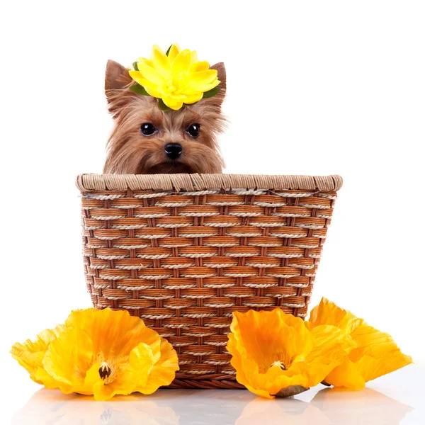 Yorkshire terrier and a basket with flowers — Stock Photo, Image