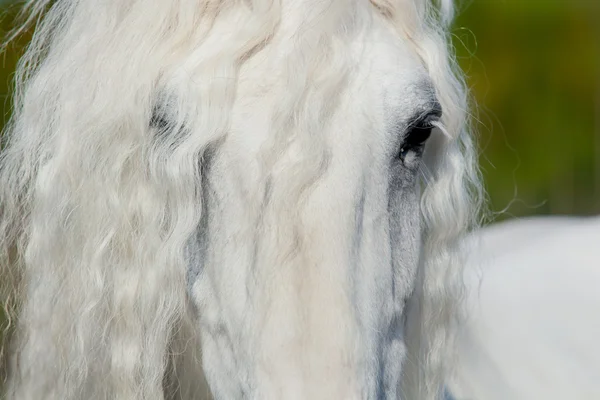 Cabeza de caballo blanco —  Fotos de Stock