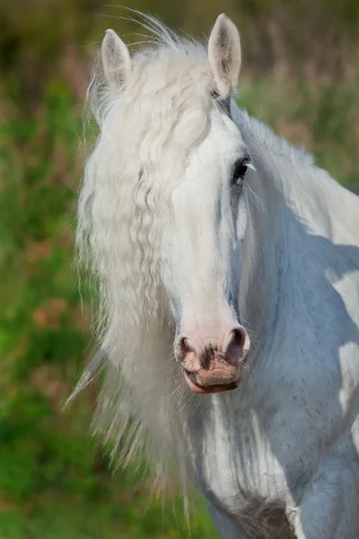 Bílém koni hlava — Stock fotografie