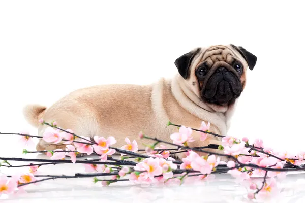 Pug with flowers — Stock Photo, Image