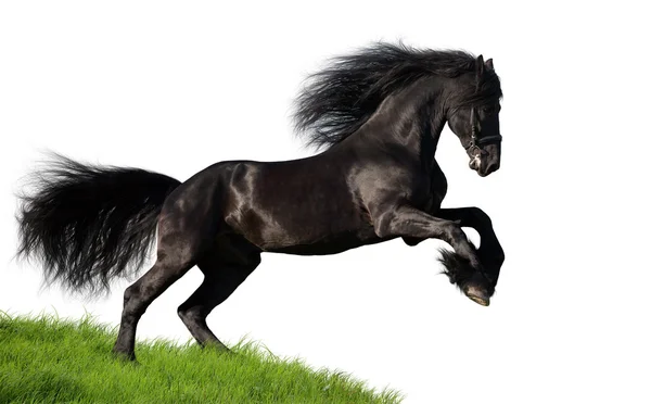 Фрізської кінь — стокове фото