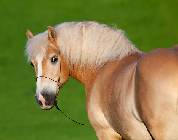 Haflinger Pferd — Stockfoto