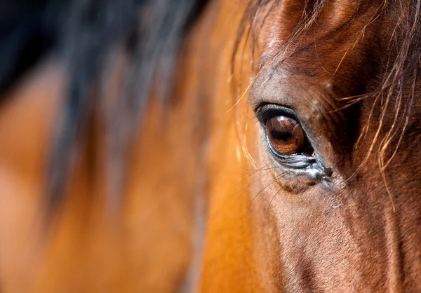 Кінь очей Стокове Фото