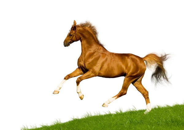 Castaño caballo bavariano aislado — Foto de Stock