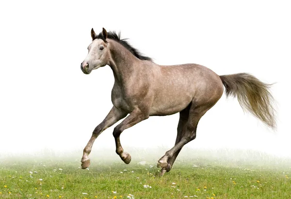 Cavalo cinzento trakehner isolado — Fotografia de Stock