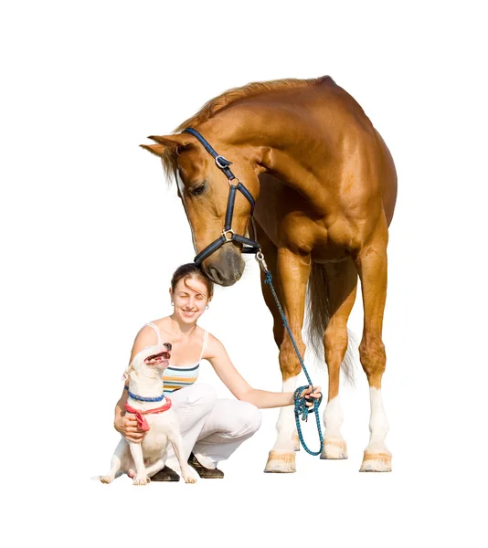 Kastanj häst, hund och flicka isolerade — Stockfoto