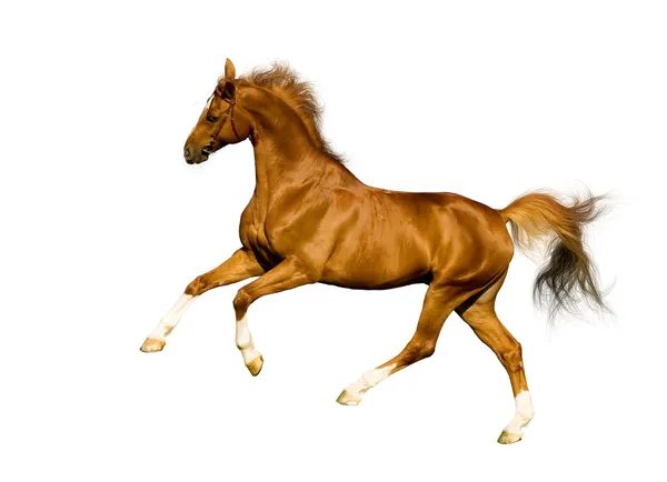 Cavalo bávaro castanho isolado — Fotografia de Stock