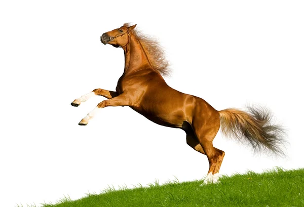 Изолированная каштановая баварская лошадь — стоковое фото