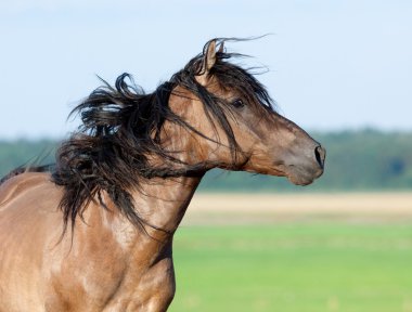 Belarussian stallion clipart