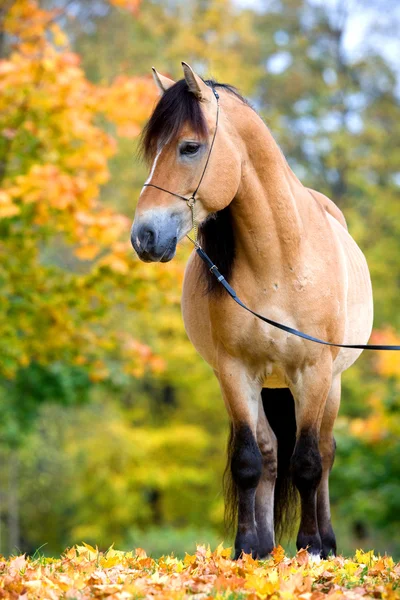 Paard in de herfst. — Stockfoto