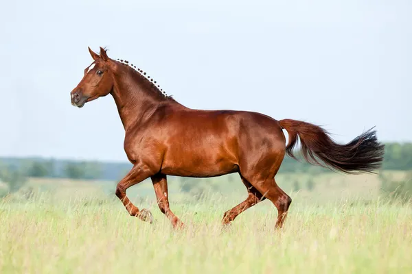 Kastanje paard uitgevoerd in veld — Stockfoto