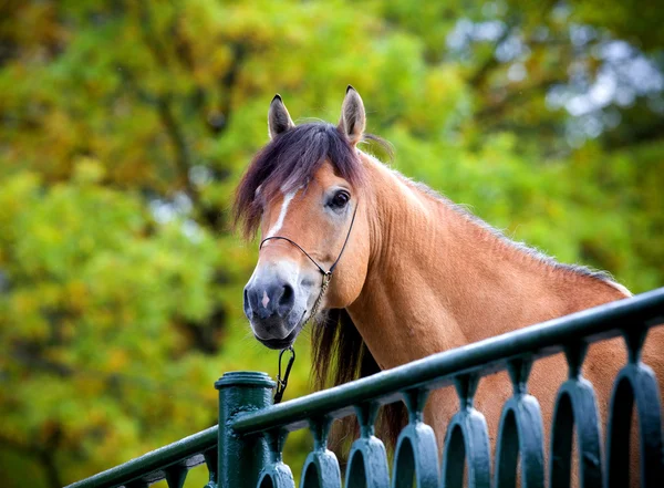 Kůň (portrét) na podzim. — Stock fotografie