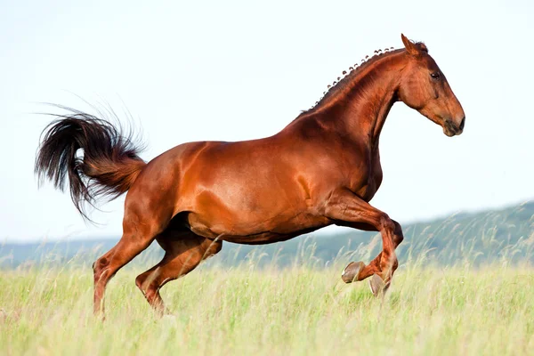 Kastanj häst hoppning i fältet. — Stockfoto