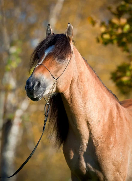 Cavalo (retrato) no outono . — Fotografia de Stock