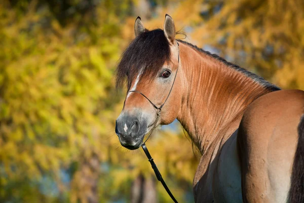 Koń (portret) jesienią. — Zdjęcie stockowe