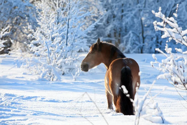 Кінь в зимовий період — стокове фото