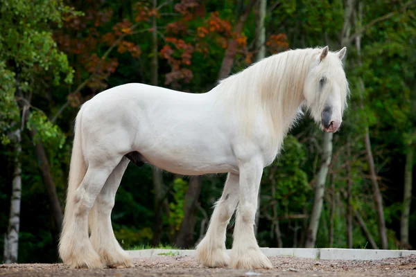 Белая лошадь стоит — стоковое фото