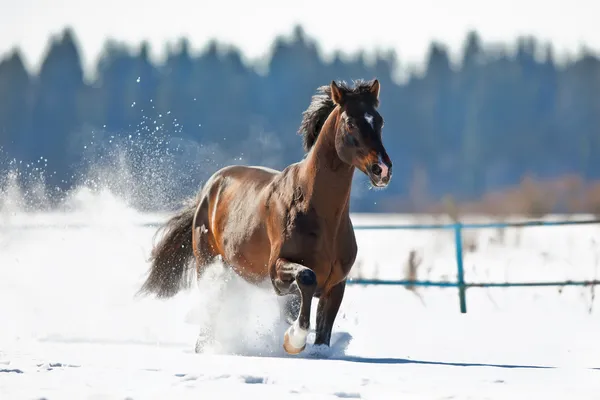 Cavalo da baía correndo no inverno — Fotografia de Stock