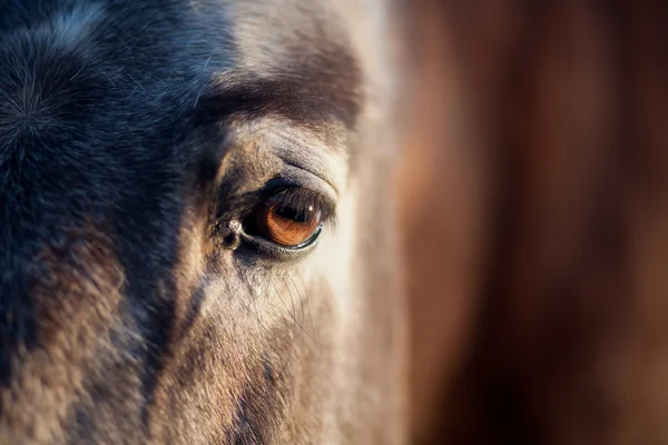 Koňské oko v západu slunce — Stock fotografie