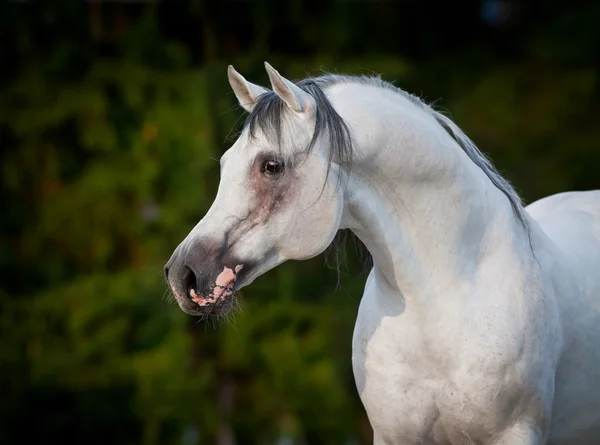 Portrait de cheval gris arabe . — Photo