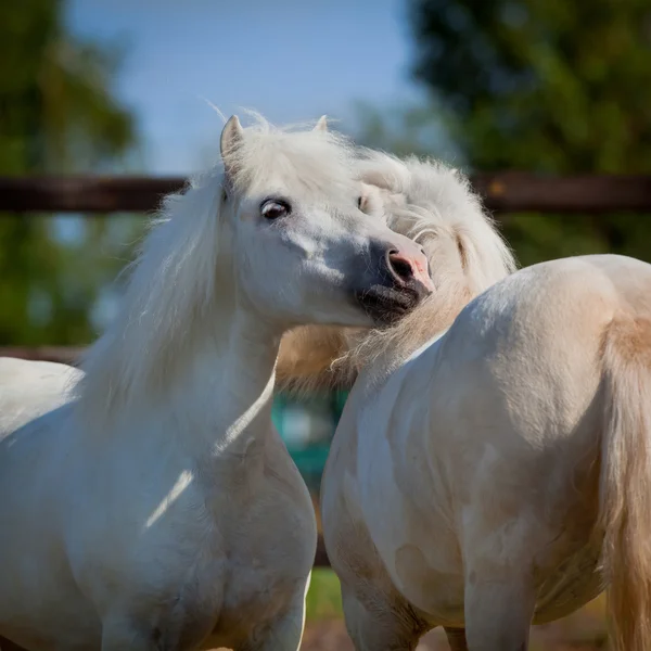 Shetland pony 's — Stockfoto