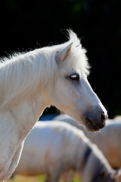 Shetland pony — Φωτογραφία Αρχείου