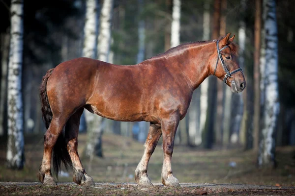 Schweres Pferd im Wald — Stockfoto