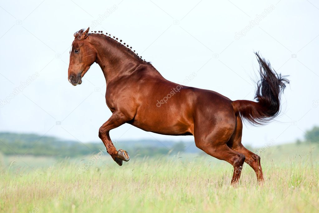 Chestnut horse jumping in field.
