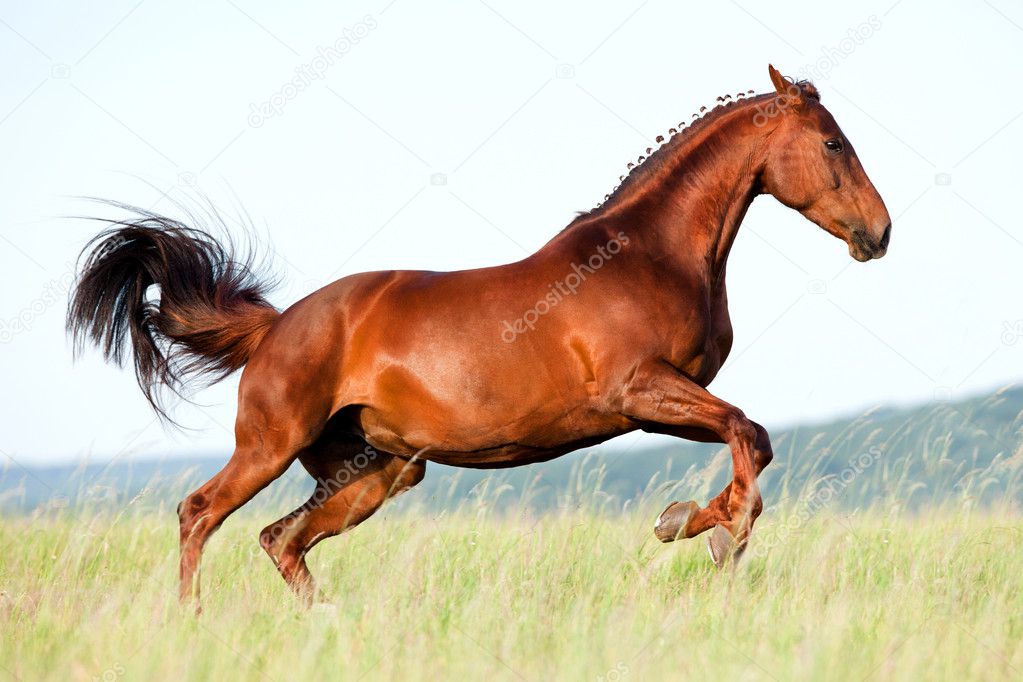 Chestnut horse jumping in field.