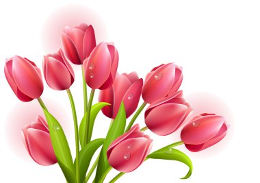 Bunch of tulips clipart