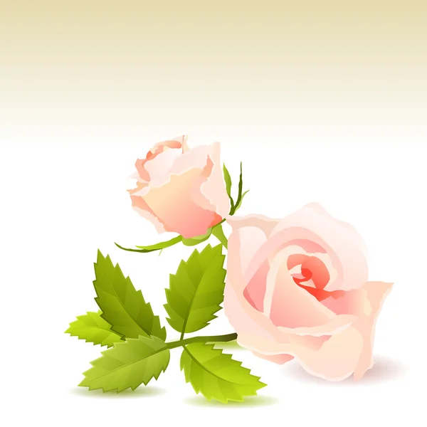 Schöne rosa Rose — Stockvektor